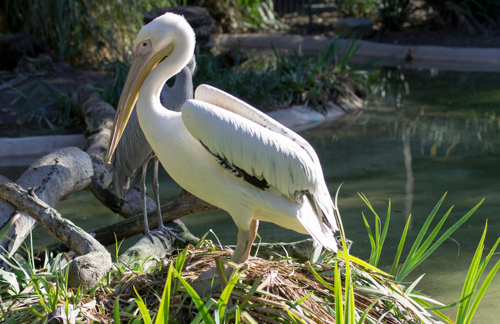 San Diego Zoo Part I 110